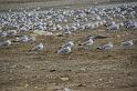 012409 Waco Landfill 022
